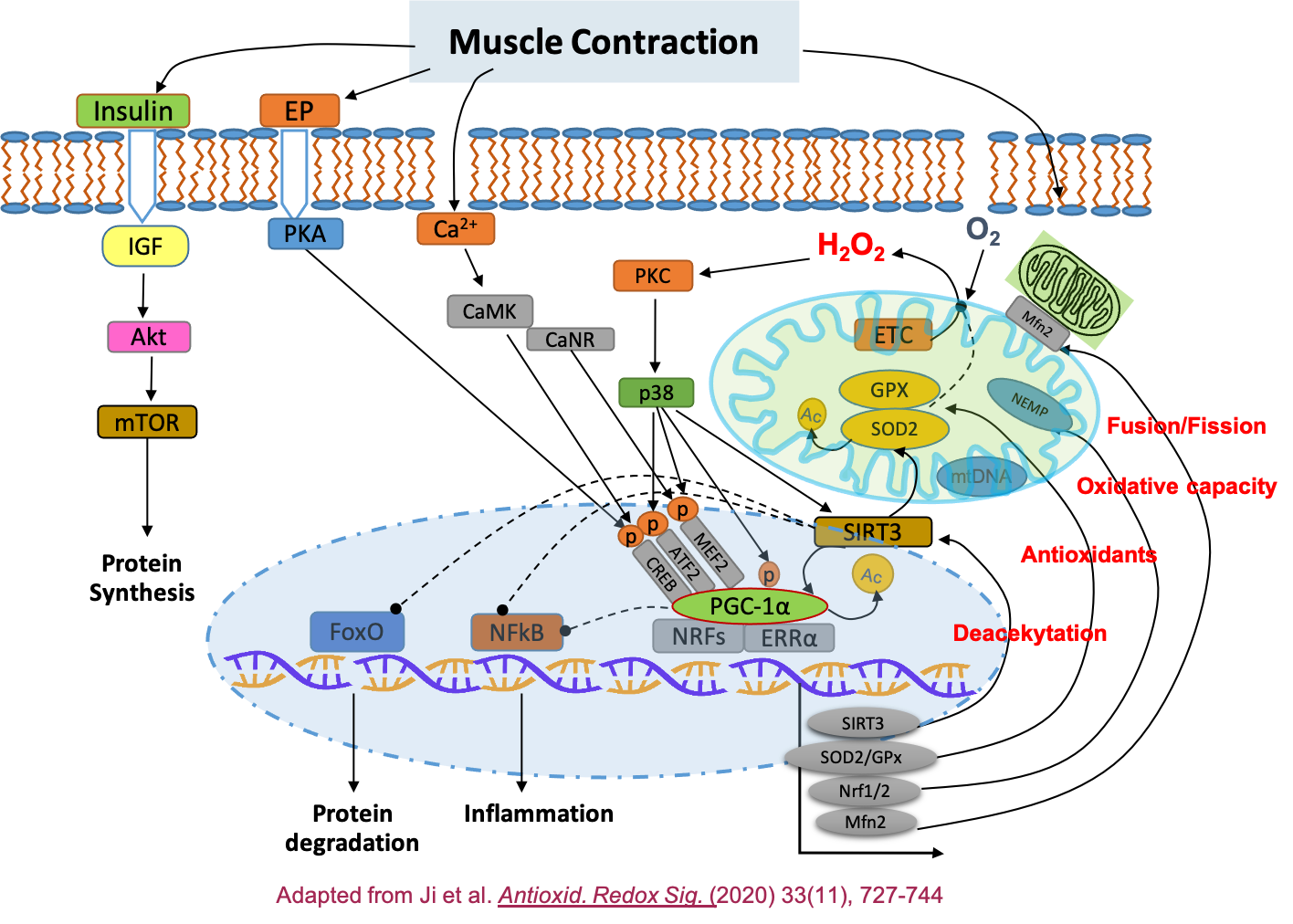 Muscle contraction and mitochondrial adaptations