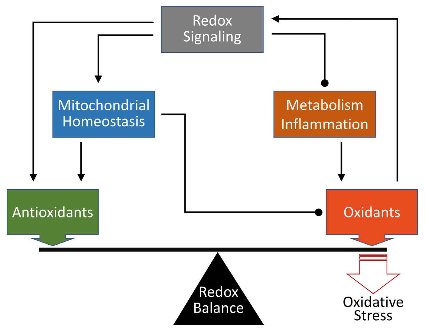 Exercie and nutrition redox balance diagram